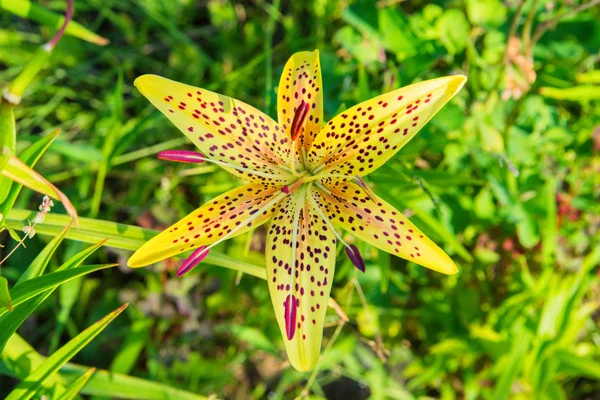 Yellow flower Lily with red dots. Lily flowers bloom in the garden. Flower Lily closeup. Soft selective focus.