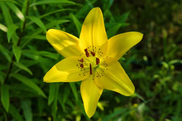Желтый Цветок Лили Лили Цветы Цветут Саду Цветочная Лили Крупным — стоковое фото
