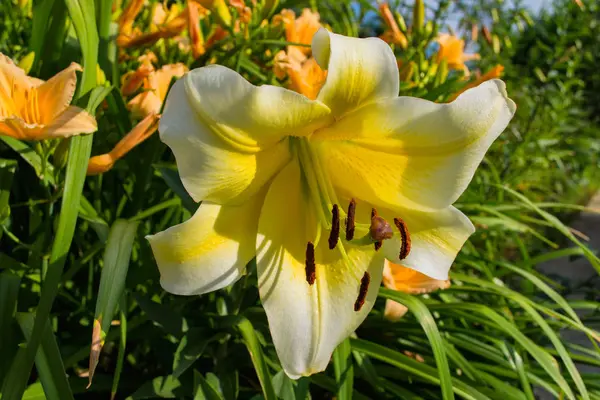 Light yellow flowers Lily. Lily flowers bloom in the garden. Flower Lily closeup. Soft selective focus.