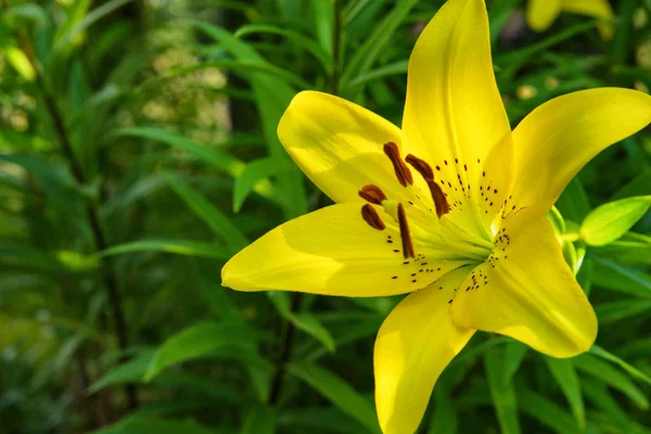 Sárga Virág Liliom Liliom Virágok Nyílnak Kertben Virág Lily Closeup — Stock Fotó