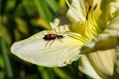 Böcek meloidae. Meloidae böceği açık sarı lily çiçek oturur. Beetle yakın çekim. Yumuşak seçici odaklama.