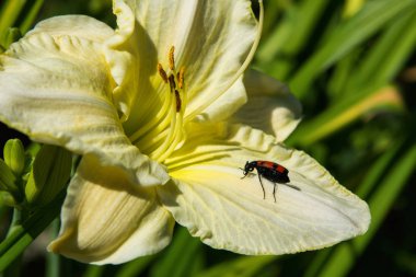 Böcek meloidae. Meloidae böceği açık sarı lily çiçek oturur. Beetle yakın çekim. Yumuşak seçici odaklama.