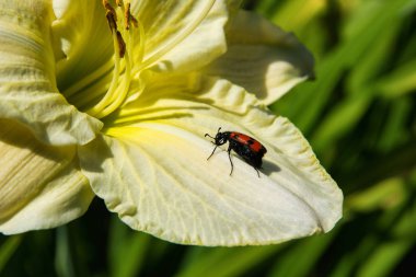 Böcek meloidae. Meloidae böceği açık sarı lily çiçek oturur. Beetle yakın çekim. Yumuşak seçici odaklama.