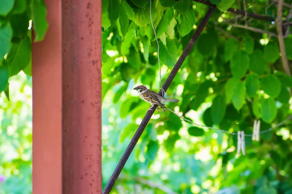 Dům Ptáka Sparrowa Vrabec Leží Kovové Armatuře Pod Opěradelky Pozadí — Stock fotografie