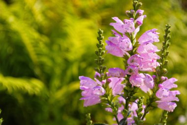 Physostegia bitkisi. Yaprakların eğrelti otları yeşil bir arka plan üzerinde seri çiçek ifşa ile bir fisostegia uzun çiçeklenmeler. Closeup. Yumuşak seçici odaklama.