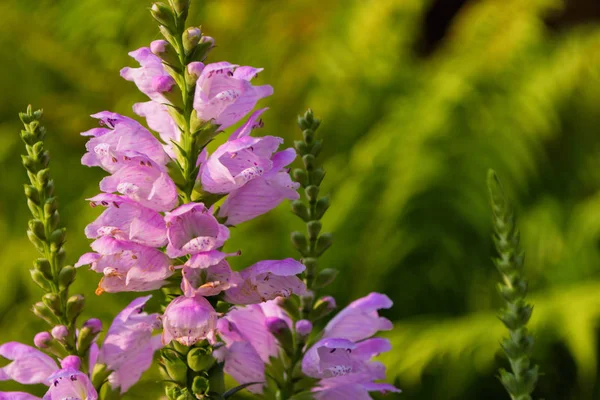 Planten Van Physostegia Lange Bloeiwijzen Van Een Physostegia Met Het — Stockfoto