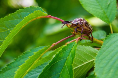 Tatlı kiraz yapraklarındaki mermer böceği. Polyphylla fullo sıradan. Beetle cockchafer mermer yakın çekim.