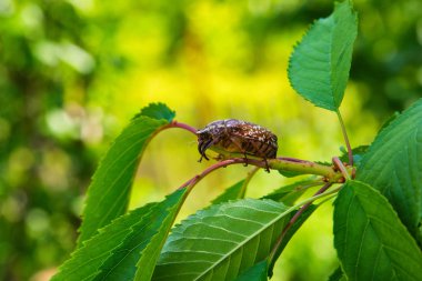 Tatlı kiraz yapraklarındaki mermer böceği. Polyphylla fullo sıradan. Beetle cockchafer mermer yakın çekim.