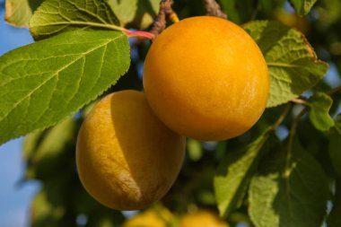 Erik ağacında olgun sarı erikler. Sarı eriklerin yakın çekimi. Yumuşak seçici odak.