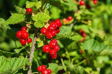 Kırmızı frenk üzümü meyveleri. Kırmızı meyveler yakın. Doğal taze ürünler.