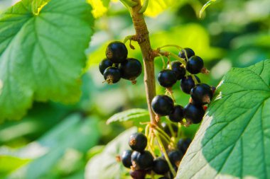 Siyah frenk üzümü meyveleri. Doğal taze ürünler. Kuş üzümü yakın. Yumuşak seçici odaklama.