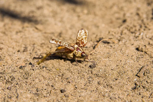 Marmor Skalbagge Sanden Polyphylla Fullo Vanliga Beetle Ollonborre Marmor Närbild — Stockfoto