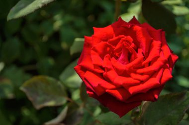 Bahçede güzel çiçek açan kırmızı gül. Parlak gün ışığı. Güzel bokeh. Gülün yakın çekimi. Metin için boşluk. Yumuşak seçici odaklama.