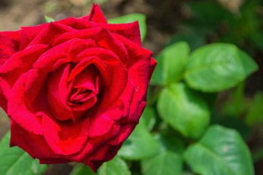 Bahçede güzel çiçek açan kırmızı gül. Parlak gün ışığı. Güzel bokeh. Gülün yakın çekimi. Metin için boşluk. Yumuşak seçici odaklama.