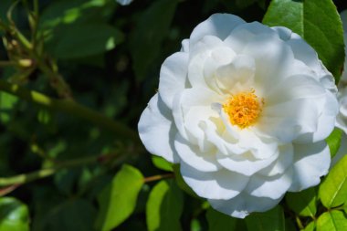 Bahçede güzel çiçek açan beyaz gül. Parlak gün ışığı. Güzel bokeh. Gülün yakın çekimi. Metin için boşluk. Yumuşak seçici odaklama.