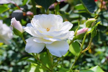 Bahçede güzel çiçek açan beyaz gül. Parlak gün ışığı. Gülün yakın çekimi. Yumuşak seçici odaklama.
