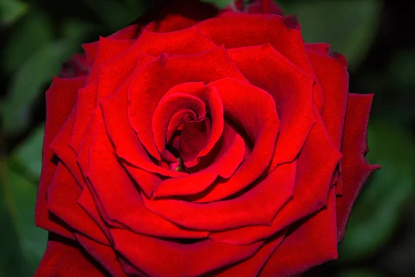 Belle Rose Rouge Fleurie Dans Jardin Lumière Jour Brillante Beau — Photo