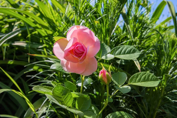 Beautiful pink rose closeup. Pink roses on green background. Soft blurred background.