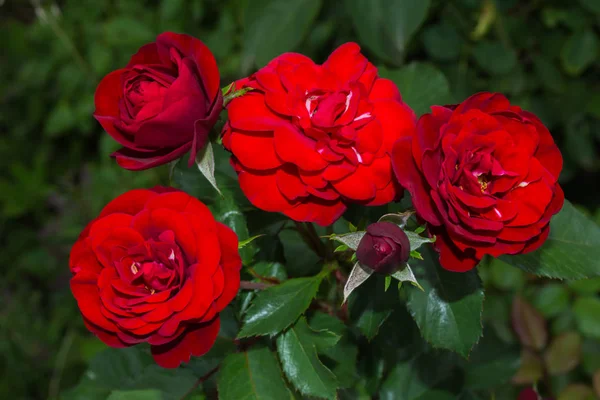 Hermosas Rosas Rojas Flor Jardín Luz Del Día Brillante Primer — Foto de Stock