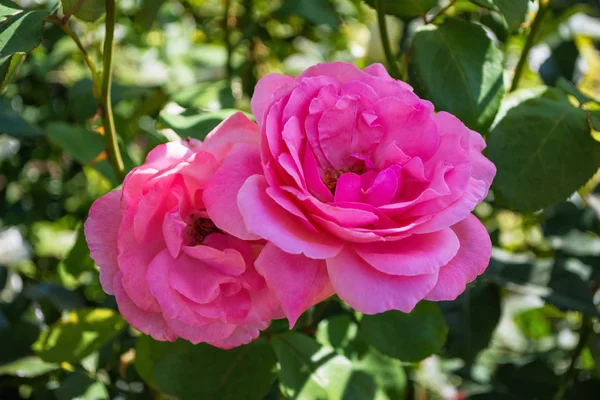 Piękne Kwitnące Różowe Róże Ogrodzie Jasne Światło Dzienne Zbliżenie Róż — Zdjęcie stockowe