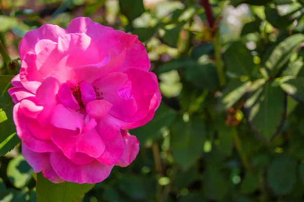 Piękne Kwitnące Różowe Róże Ogrodzie Jasne Światło Dzienne Piękny Bokeh — Zdjęcie stockowe