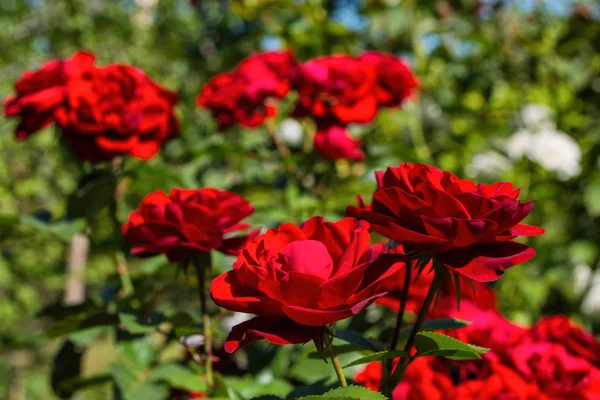 Gyönyörű Virágzó Vörös Rózsa Kertben Fényes Napfény Closeup Rózsa Lágy — Stock Fotó