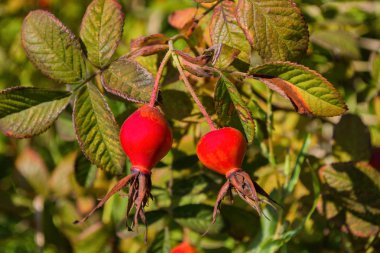 Arka plan yaprakları karşı Kırmızı Dogrose meyveleri. Olgun Dogrose Meyveleri. Kuşburnu yakın çekim. Yumuşak seçici odaklama.