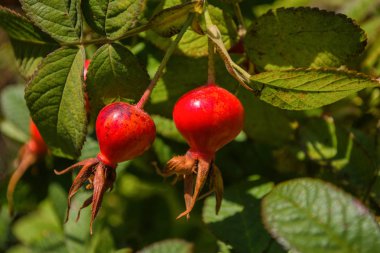 Arka plan yaprakları karşı Kırmızı Dogrose meyveleri. Olgun Dogrose Meyveleri. Kuşburnu yakın çekim. Yumuşak seçici odaklama.