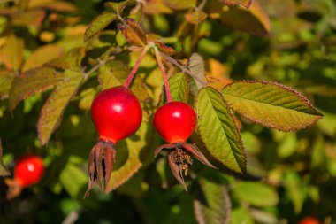 Arka plan yaprakları karşı Kırmızı Dogrose meyveleri. Olgun Dogrose Meyveleri. Kuşburnu yakın çekim. Yumuşak seçici odaklama.