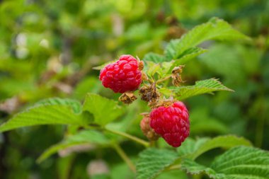 Olgun ahududular. Meyve bahçesinde ahududu çalı büyüyen kırmızı tatlı meyveleri. Ahududu yakın çekim. Yumuşak seçici odaklama.