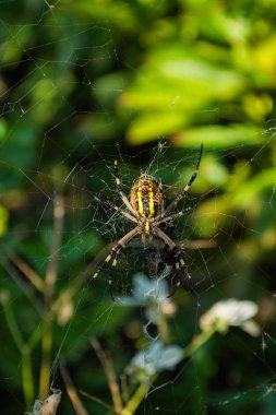 Örümcek ve ağı. Örümcek Argiope bruennichi veya Eşek ArP örümceği. Wasp örümceğinin yakın çekim fotoğrafı. Yumuşak seçici odaklama.