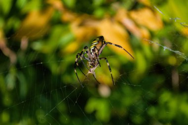 Örümcek Argiope bruennichi veya Eşek ArP örümceği. Örümcek ve kurbanı (çekirge) web üzerinde. Wasp örümceğinin yakın çekim fotoğrafı. Yumuşak seçici odaklama.
