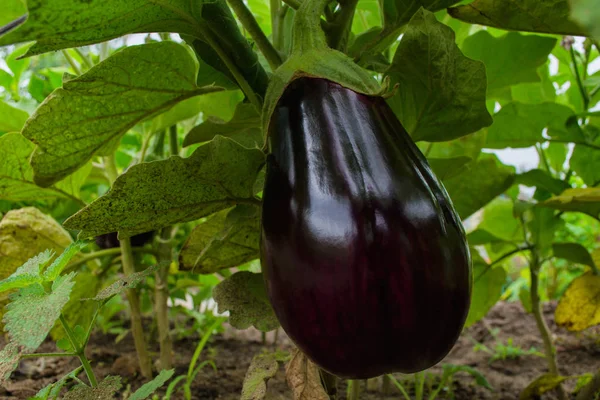 Berenjena Púrpura Madura Creciendo Invernadero Primer Plano Berenjena Madura Enfoque — Foto de Stock