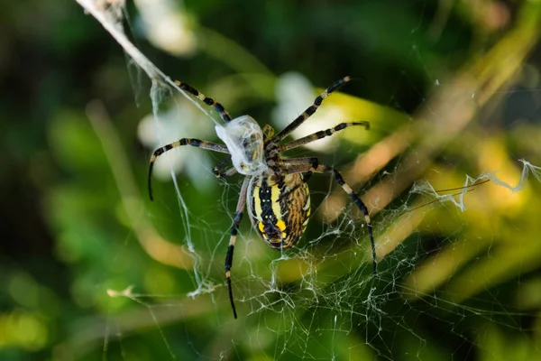 The spider and its web. Spider Argiope bruennichi or Wasp-spider. Closeup photo of Wasp spider. Soft selective focus.