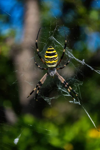 Pająk Argiope Paskowany Lub Wasp Pająk Zbliżenie Zdjęcie Pająk Wasp — Zdjęcie stockowe