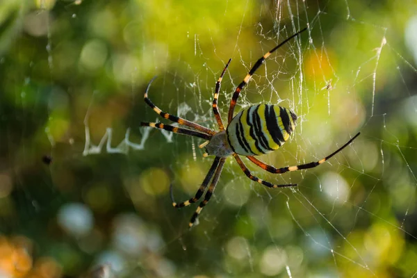 The spider and its web. Spider Argiope bruennichi or Wasp-spider. Closeup photo of Wasp spider. Soft selective focus.