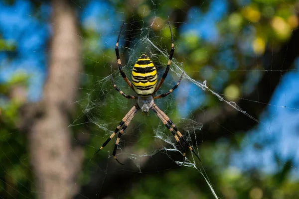 Pająk Argiope Paskowany Lub Wasp Pająk Zbliżenie Zdjęcie Pająk Wasp — Zdjęcie stockowe