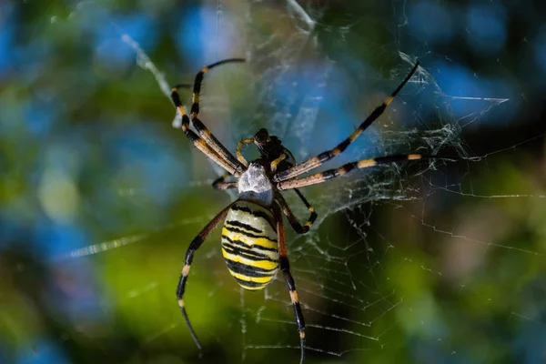 Pająk Argiope Paskowany Lub Wasp Pająk Pająk Jego Ofiara Mucha — Zdjęcie stockowe