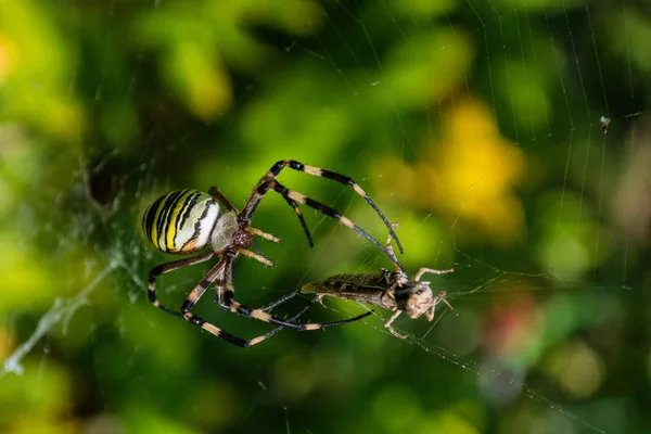 Pająk Argiope Paskowany Lub Wasp Pająk Pająk Jego Ofiara Grasshopper — Zdjęcie stockowe