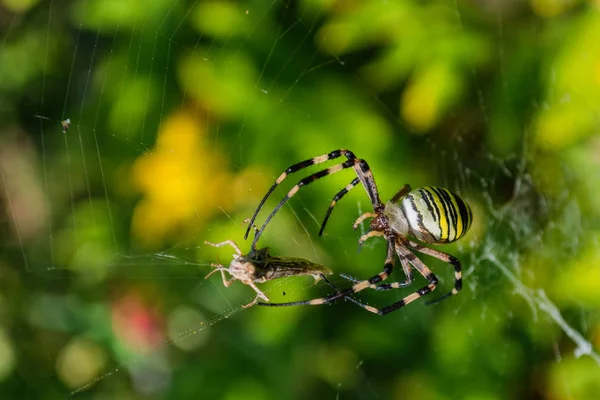 Pająk Argiope Paskowany Lub Wasp Pająk Pająk Jego Ofiara Grasshopper — Zdjęcie stockowe