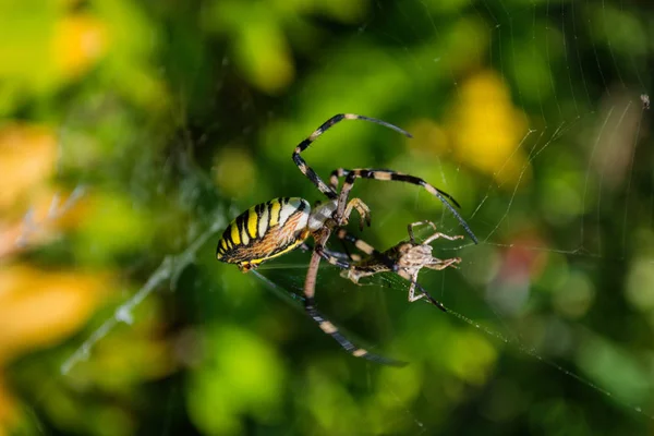 Spider Argiope Bruennichi Wasp Spider Spider Victime Sauterelle Sur Toile — Photo