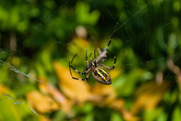 Pająk Argiope Paskowany Lub Wasp Pająk Pająk Jego Ofiara Grasshopper — Zdjęcie stockowe