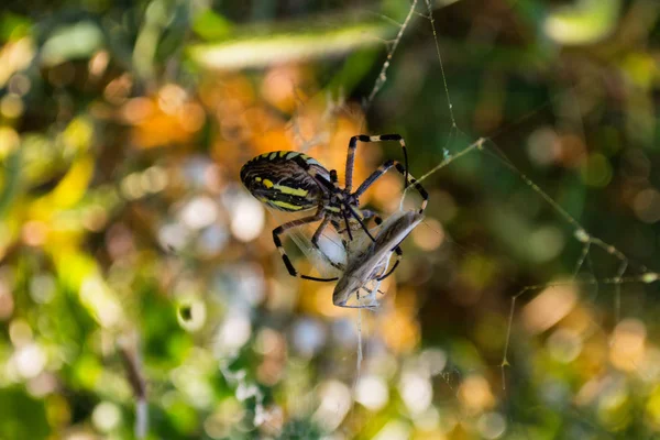 Pająk Argiope Paskowany Lub Wasp Pająk Pająk Jego Ofiary Grasshopper — Zdjęcie stockowe