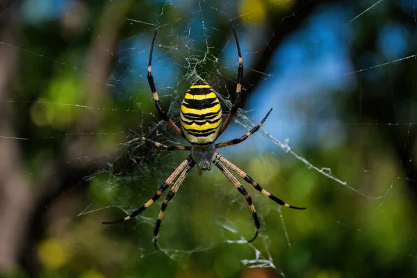 Pająk Jego Web Pająk Argiope Paskowany Lub Wasp Pająk Zbliżenie — Zdjęcie stockowe