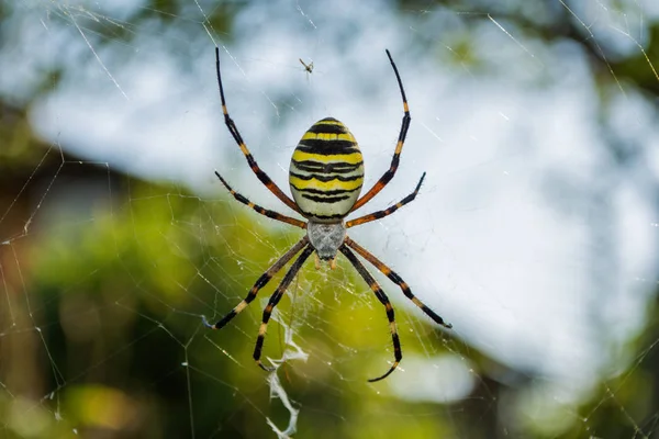 The spider and its web. Spider Argiope bruennichi or Wasp-spider. Closeup photo of Wasp spider. Soft selective focus.