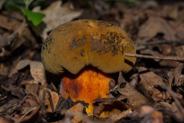 Suillellus luridus (formerly Boletus luridus), commonly known as the lurid bolete. Fungus in a dark oak forest. Boletus luridus closeup. Soft selective focus. clipart