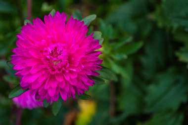 Asters çiçekleri. Pembe çiçek aster yakın. Yumuşak seçici odak. Kopyalama alanı.