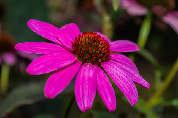 Flowers of Purples Echinacea in the Park. Echinacea flower against soft green bokeh background. Soft selective focus. Echinacea close up.