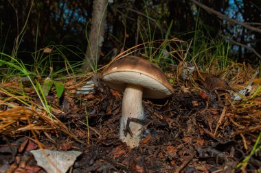 Leccinum boletus edulis. Karanlık ormanda mantar. Mantar yakın çekim. Yumuşak seçici odaklama.