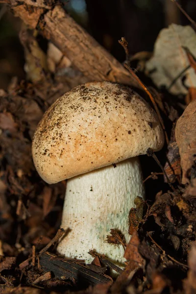 Hemileccinum Impolitum Mushroom Грибы Растут Смешанном Лесу Грибной Крупный План — стоковое фото